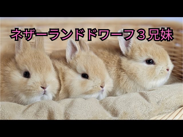 ネザーランドドワーフオレンジ3兄妹【うさぎ専門店monLapin】 - YouTube