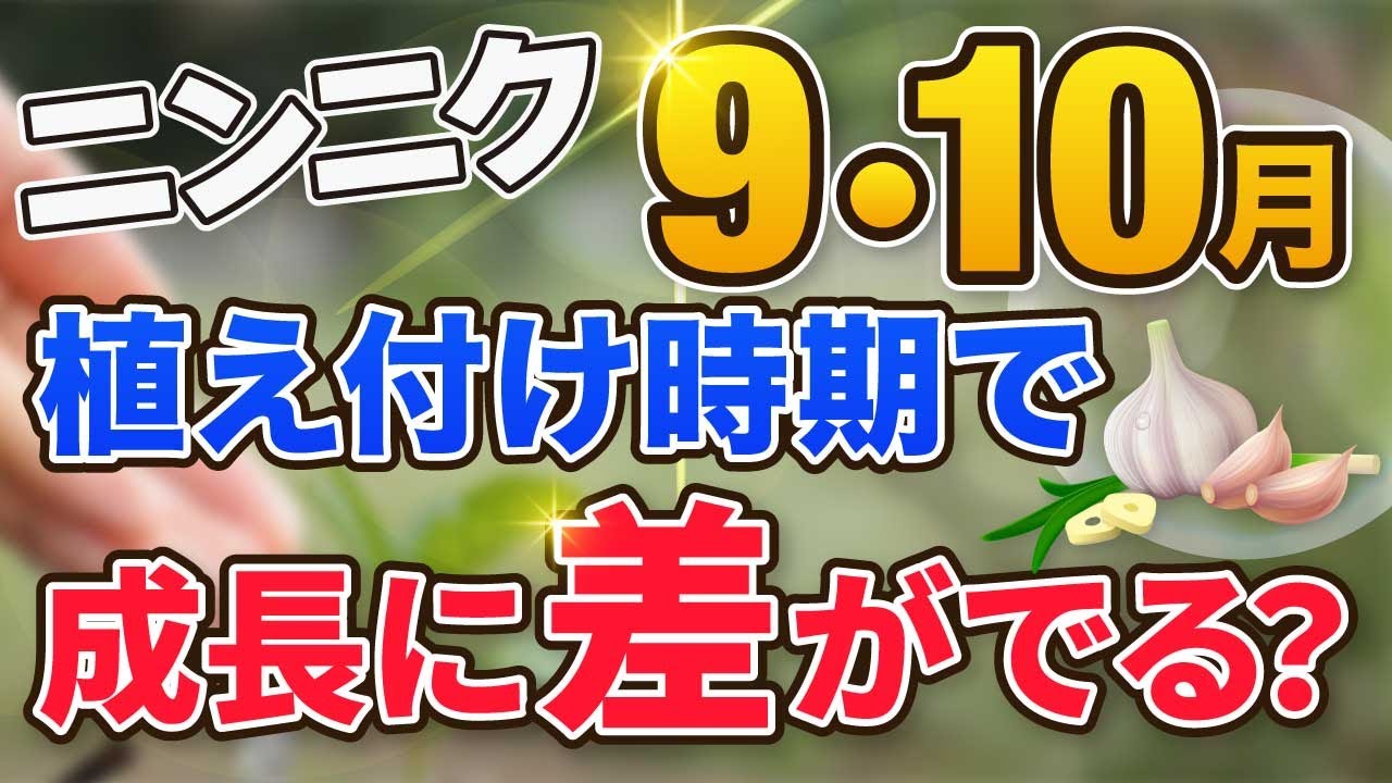 5.【ニンニク栽培】9月 ・10月に植え付けしたら違いは出るのか