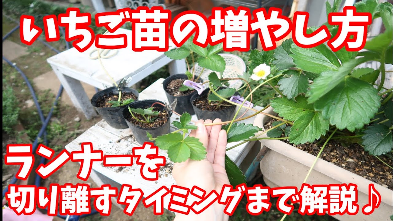 Strawberry Cultivation ④ How to Propagate Strawberry Seedlings