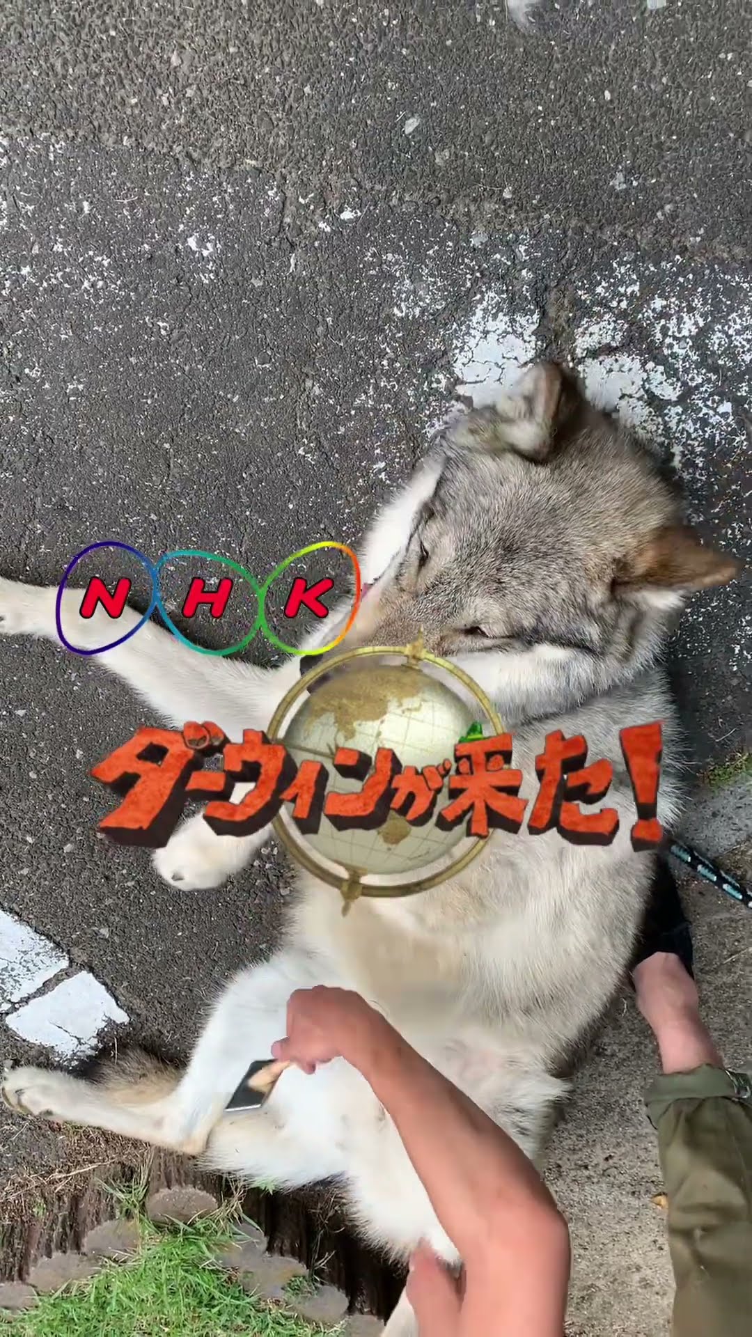 Darwin has arrived! Will Bury be featured in the special feature