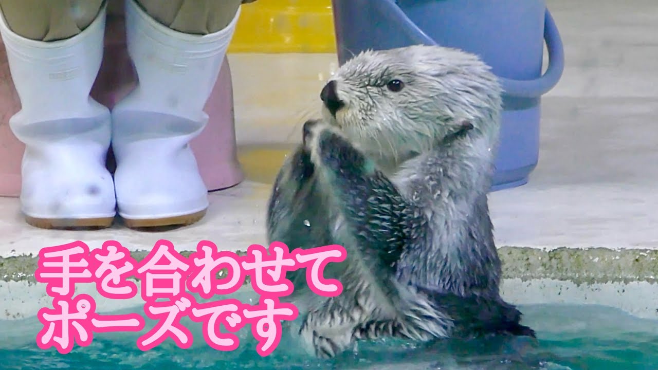 ラッコ メイちゃんとキラちゃん 両手を合わせてポーズをとります【鳥羽