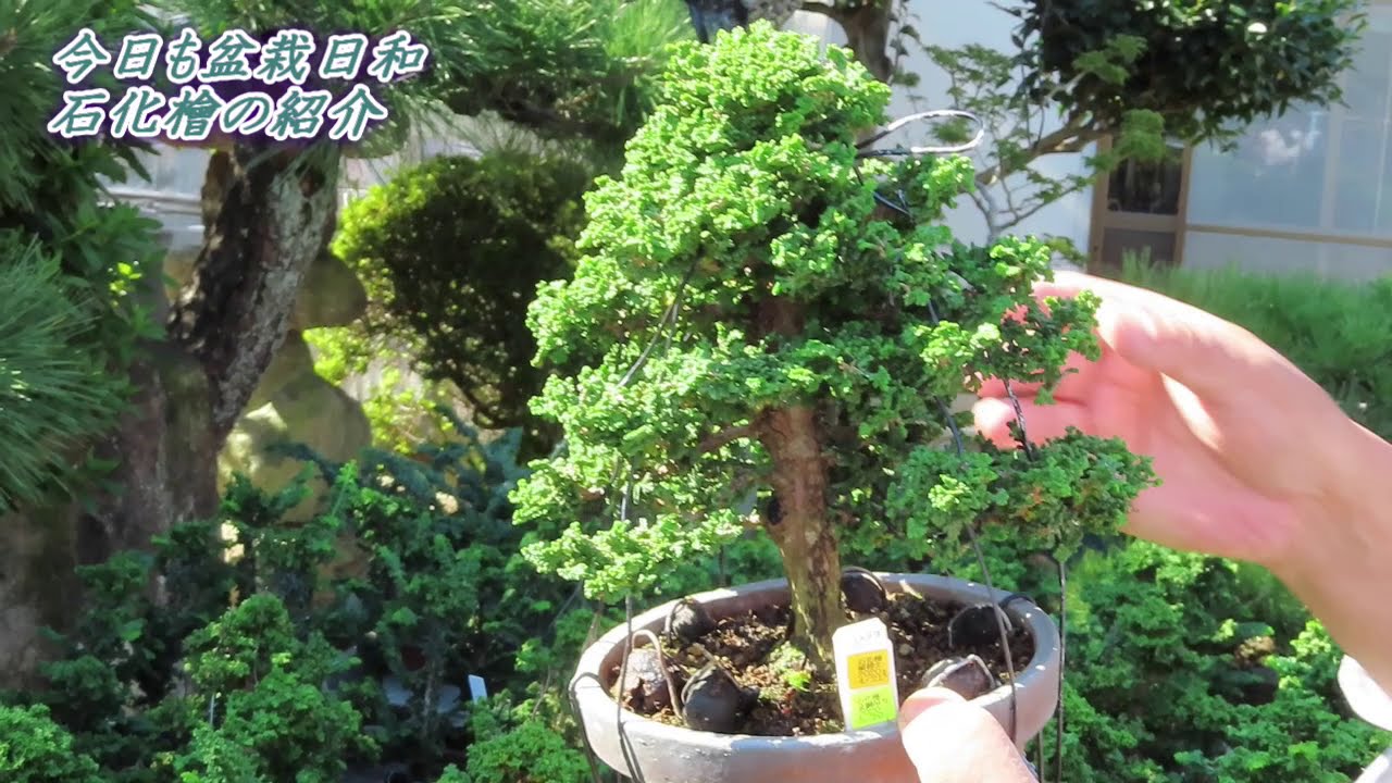 今日も盆栽日和 石化檜の並ぶ棚 - YouTube