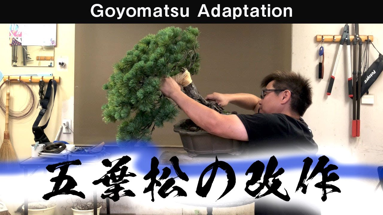 北盆】五葉松（斜幹）の改作／後編 - YouTube
