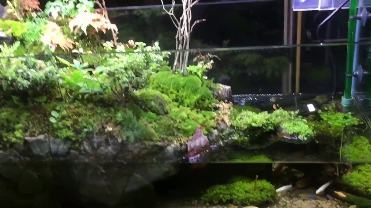 苔 滝アクアテラリウム！ 90cm 渓流 水槽熱帯魚 - YouTube