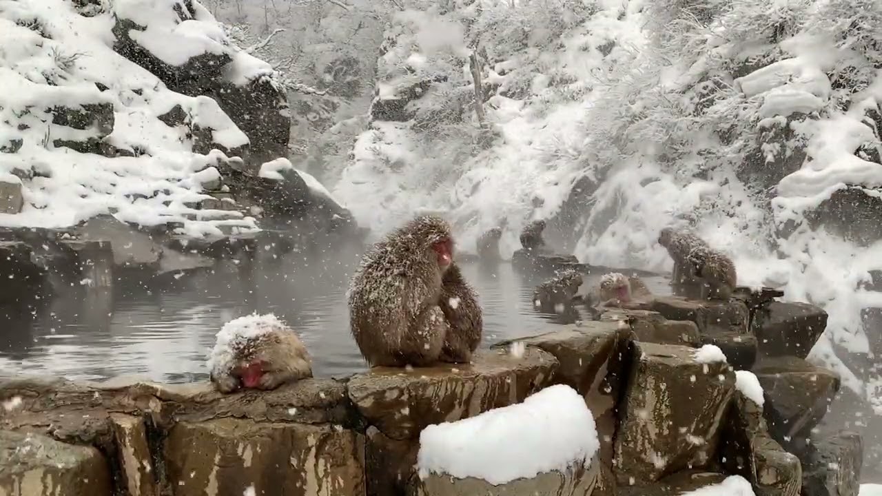 地獄谷野猿公苑【公式】