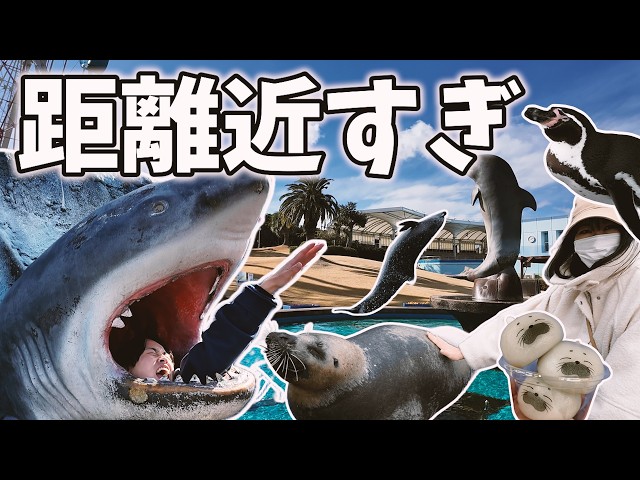 南知多Vlog】南知多ビーチランドで海の生き物に日々の疲れを癒して