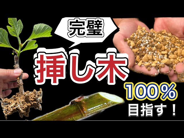 Fail-proof fig cuttings] Can you aim for a 100% success rate? A