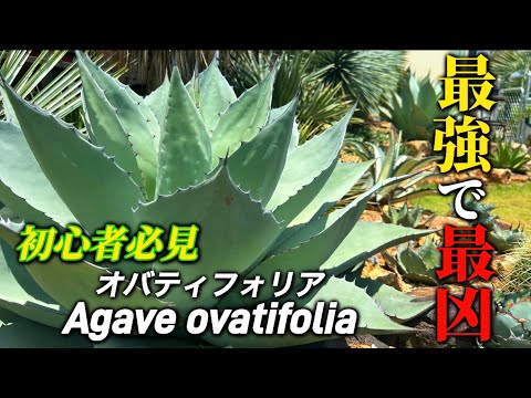 アガベ オバティフォリア】ドライガーデンに圧倒的人気品種だが