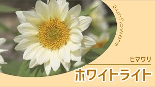 ひまわり・F1ホワイトライト（黄芯）| 種・苗・ガーデニング用品の