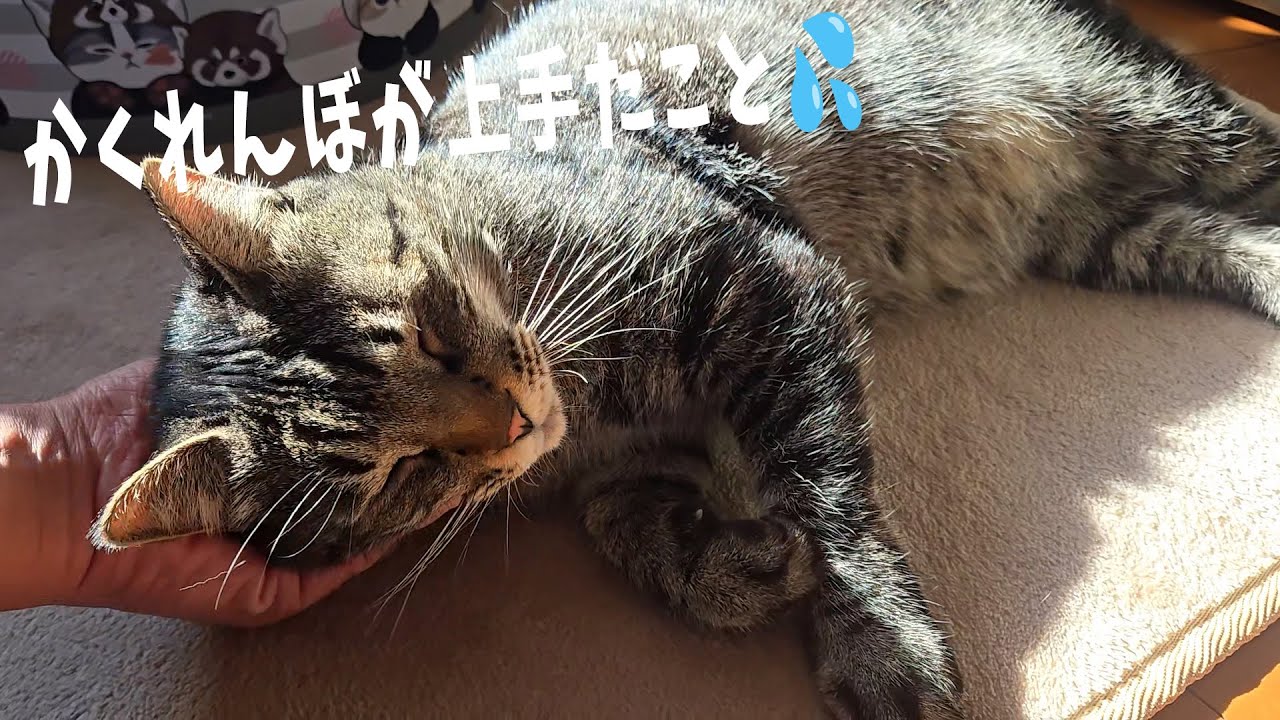 4猫暮らし746s】 ドア開けダッシュ猫 - YouTube