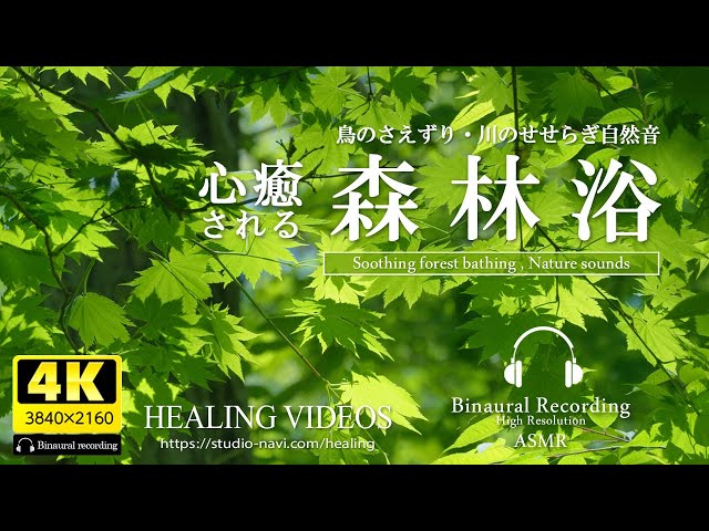 Healing/Ambient sounds] Enjoy forest bathing in the soothing