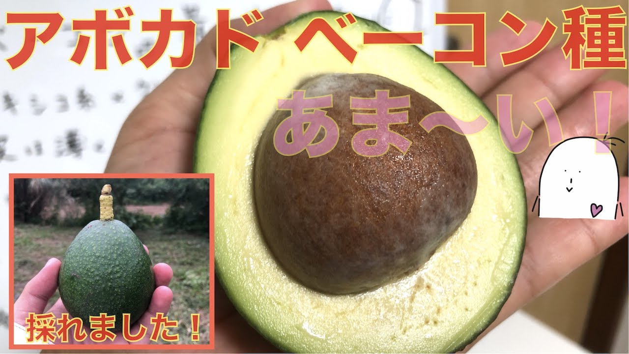 アボカド品種10】とても甘い品種「ベーコン」！油分もたっぷり！タネが