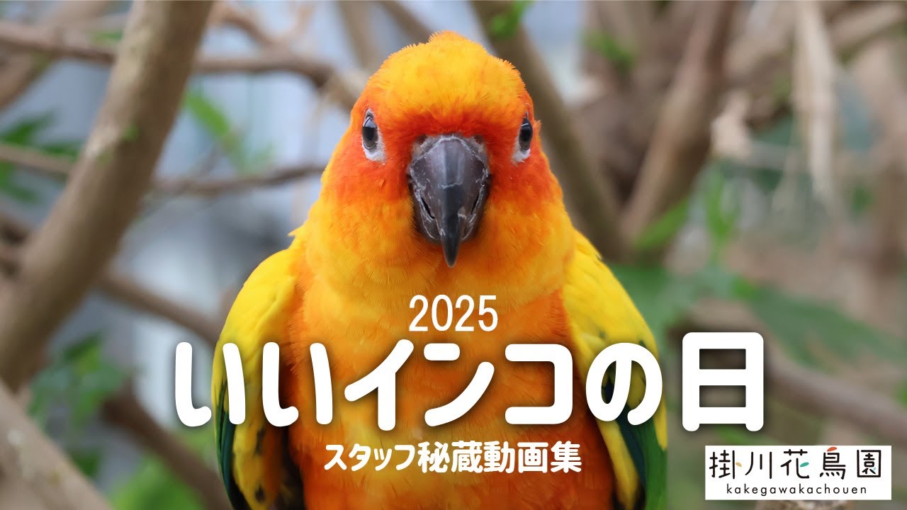 Kakegawa Kachouen Official] 2025 Good Parakeet Day Staff Secret
