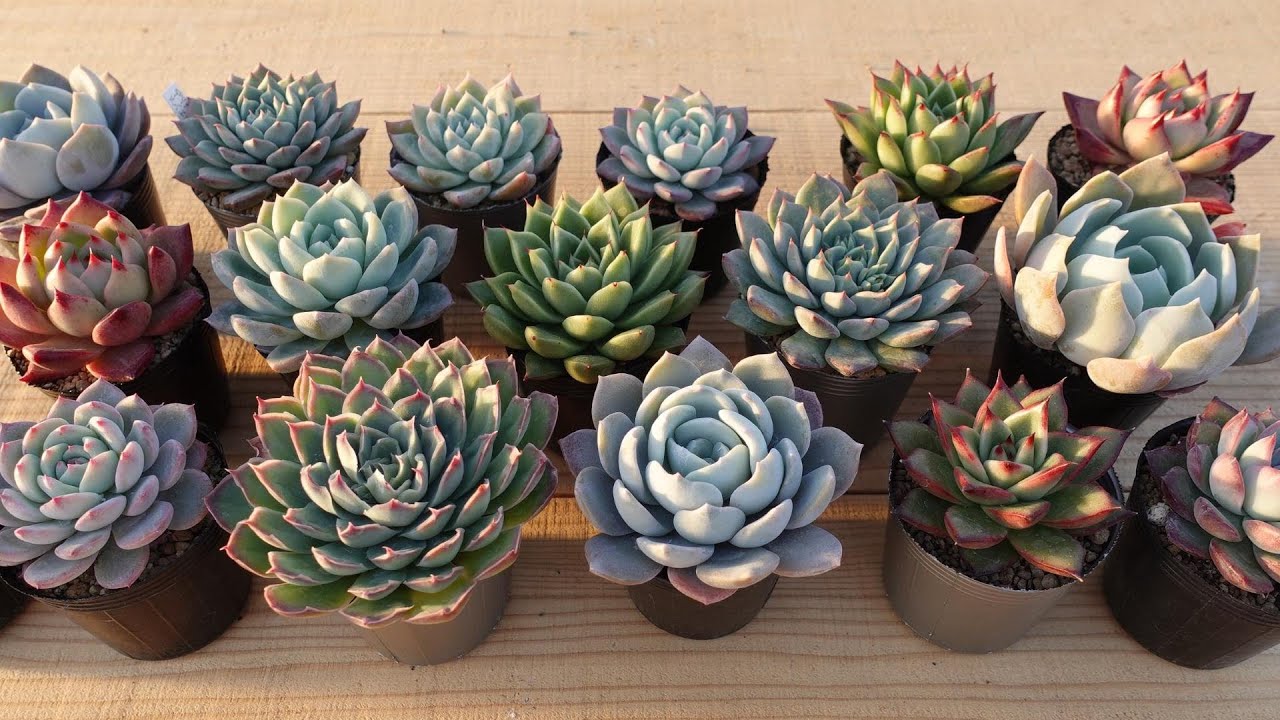 23 [Introducing lots of fascinating Echeveria] Coming soon. - YouTube