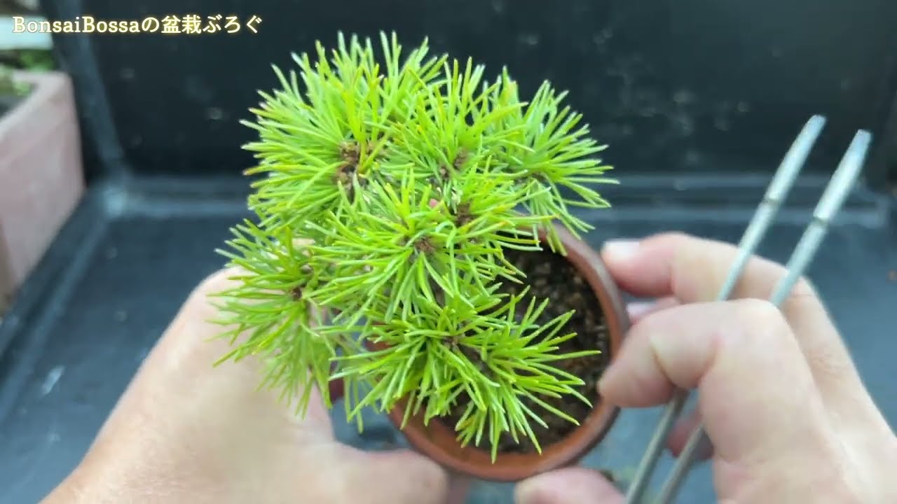 葵】五葉松 #盆栽 #bonsai - YouTube
