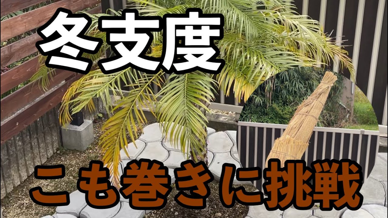 DIY番外編】地植えしたロベレニーに越冬の為冬支度#diy #フェニックス