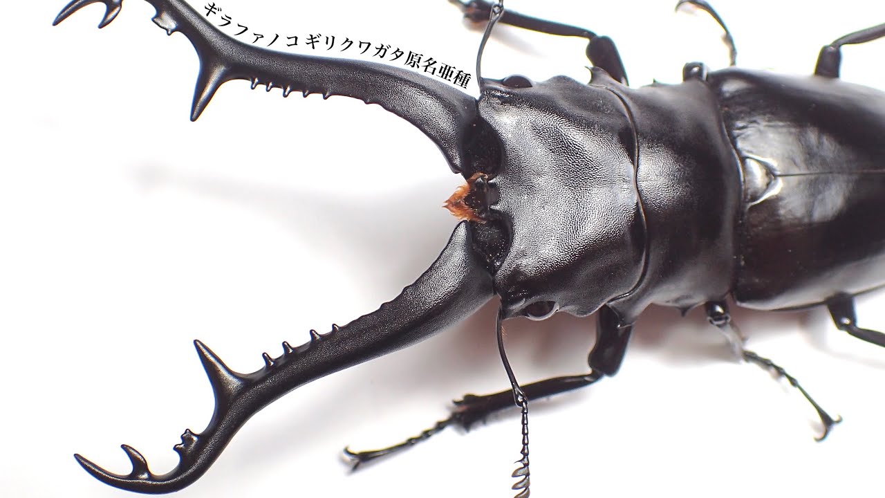 Results of digging up an adult Giraffe stag beetle (original