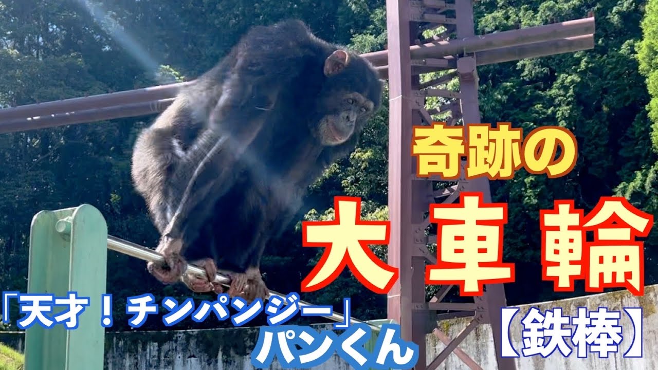 What happened to the genius chimpanzee Pan? His face is amazing