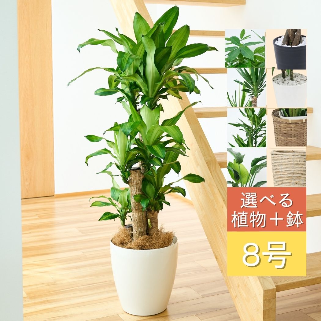 楽天市場】観葉植物 大型 鉢と品種が選べる8号鉢 ドラセナ