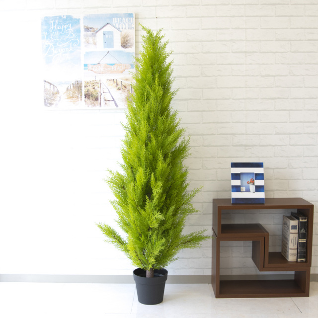 人工 観葉植物 フェイク グリーン ゴールドクレスト H約150cm 店舗