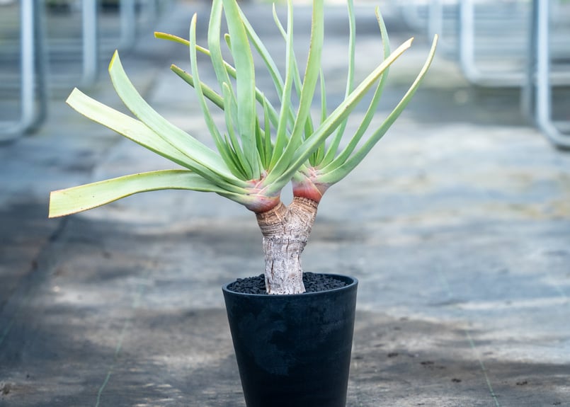 アロエ プリカティリス | mana's farm:塊根植物・アガベ・ドライ