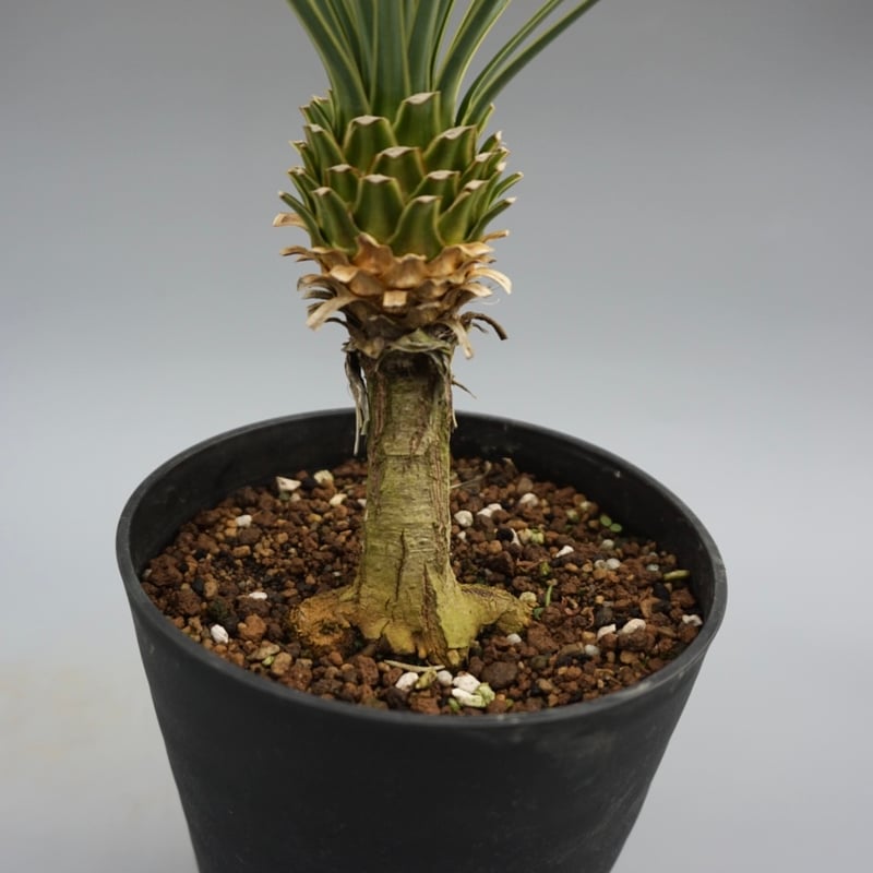 ユッカ ロストラータ 実生株 Yucca Rostrata 006 | Sunny Branch