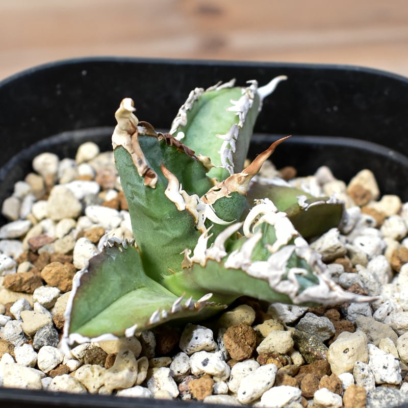 アガベ チタノタ ゴジラ 