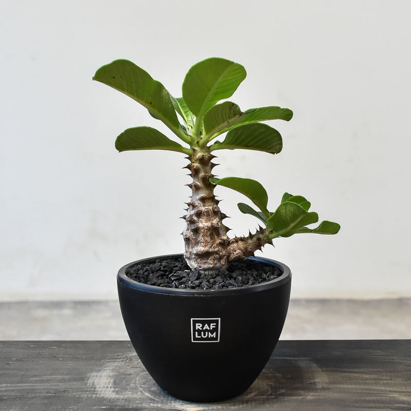 パキポディウム ウィンゾリー （実生）RF231721(T) | RAFLUM