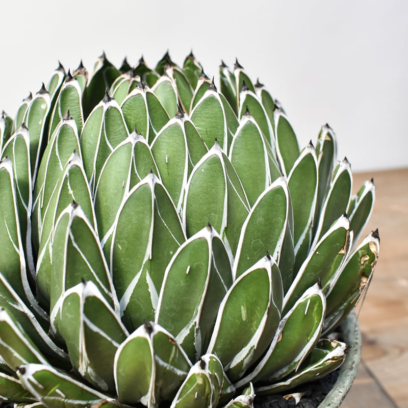 アガベ ビクトリアレジーナ 