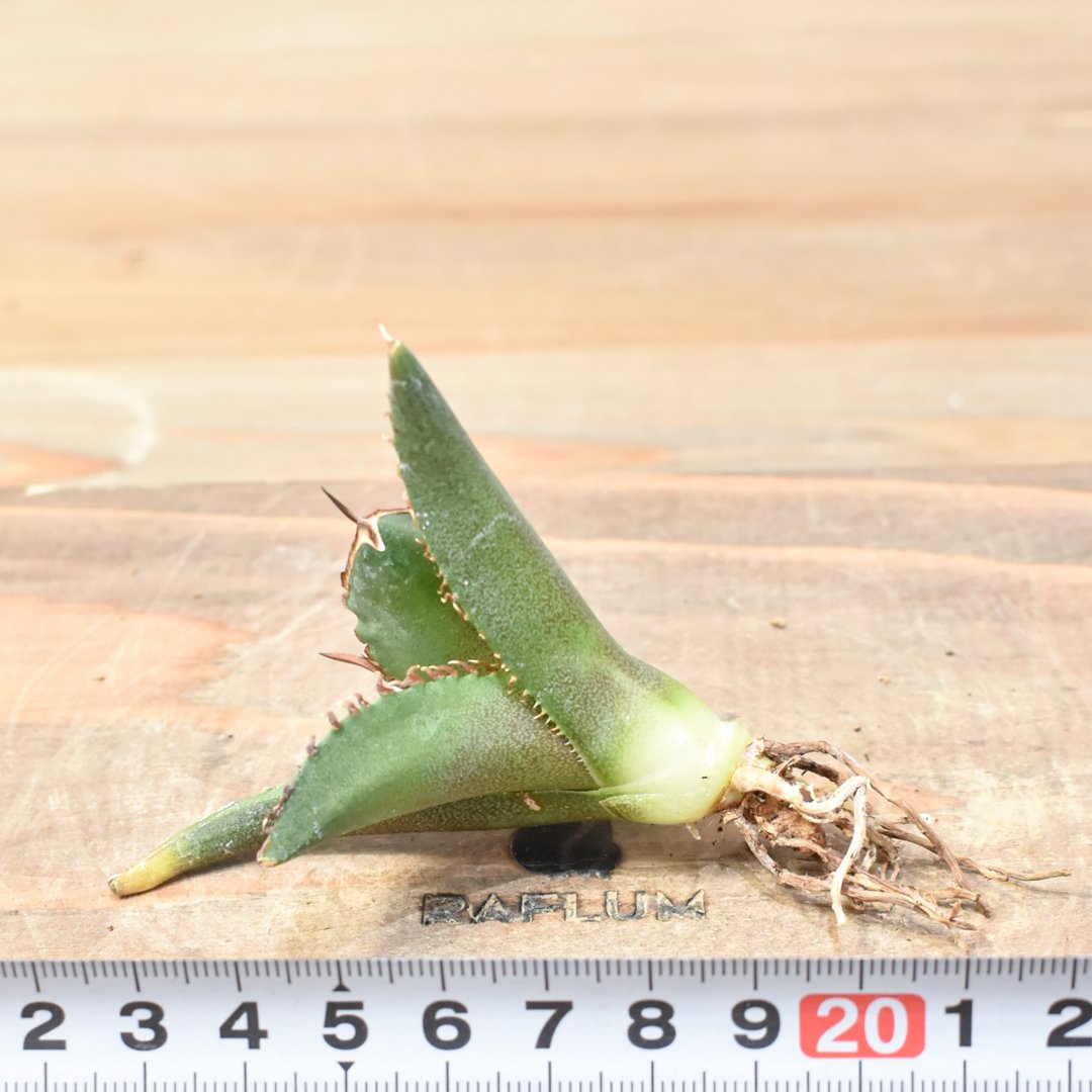 アガベ チタノタ DENNIS040 