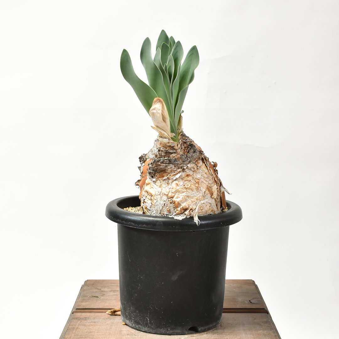 ブーファン ハエマンソイデス 