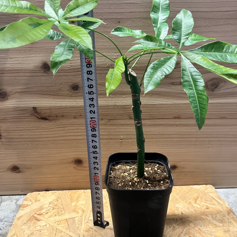 パキラ ムーンライト 挿木 | GREEN LUCK