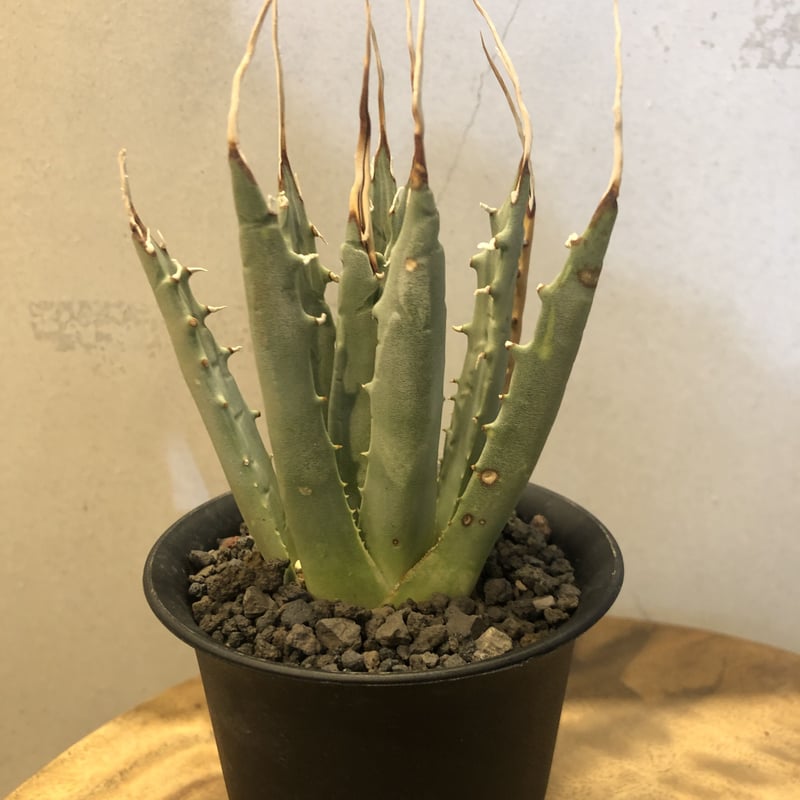 アガベ ユタエンシス エボリスピナ 陽炎 | GREEN LUCK