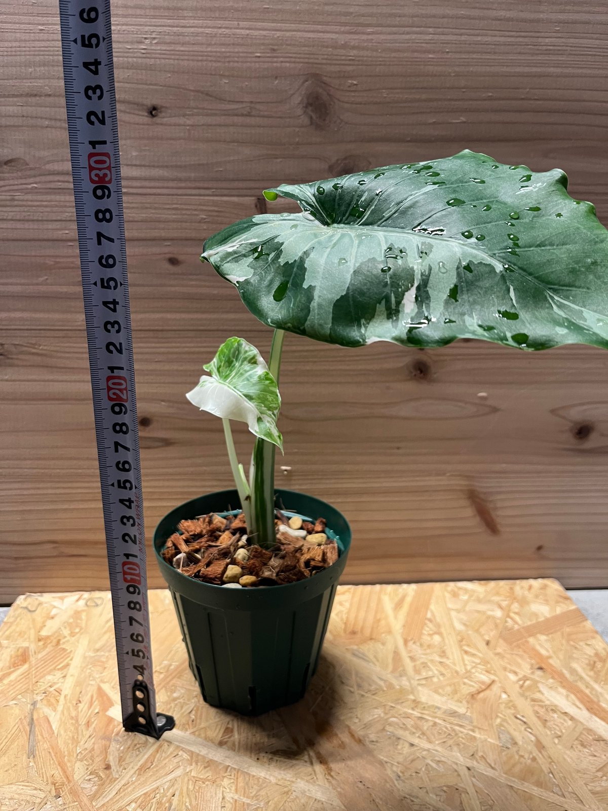 斑入りクワズイモ オキナワシルバー | GREEN LUCK