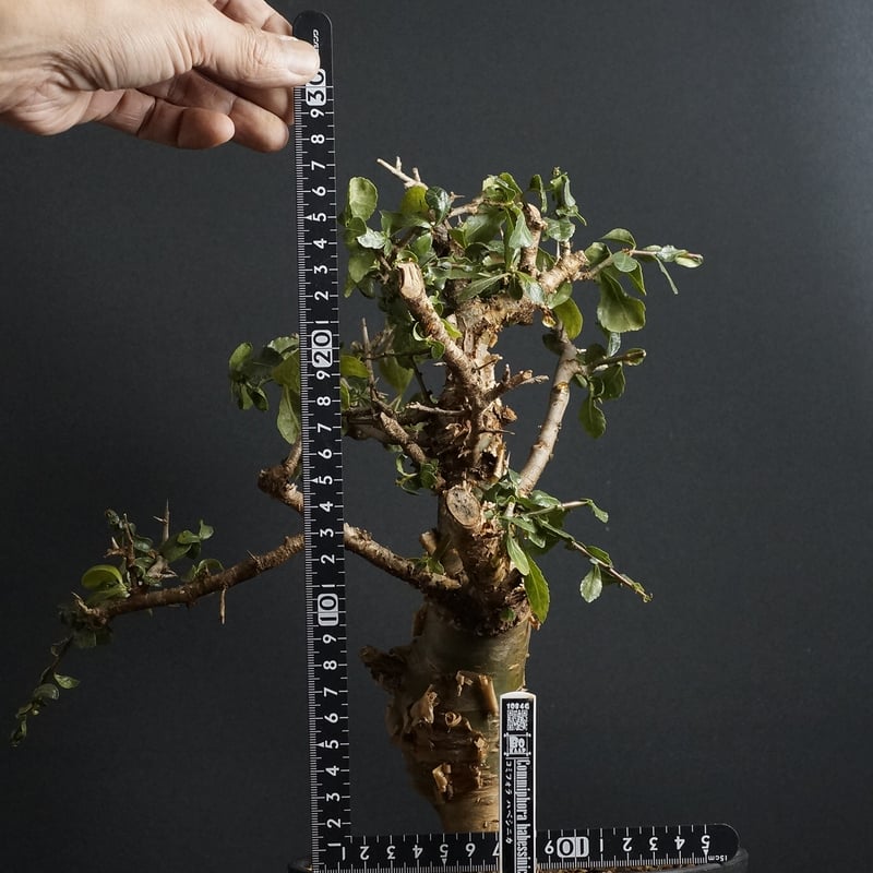 Commiphora habessinica