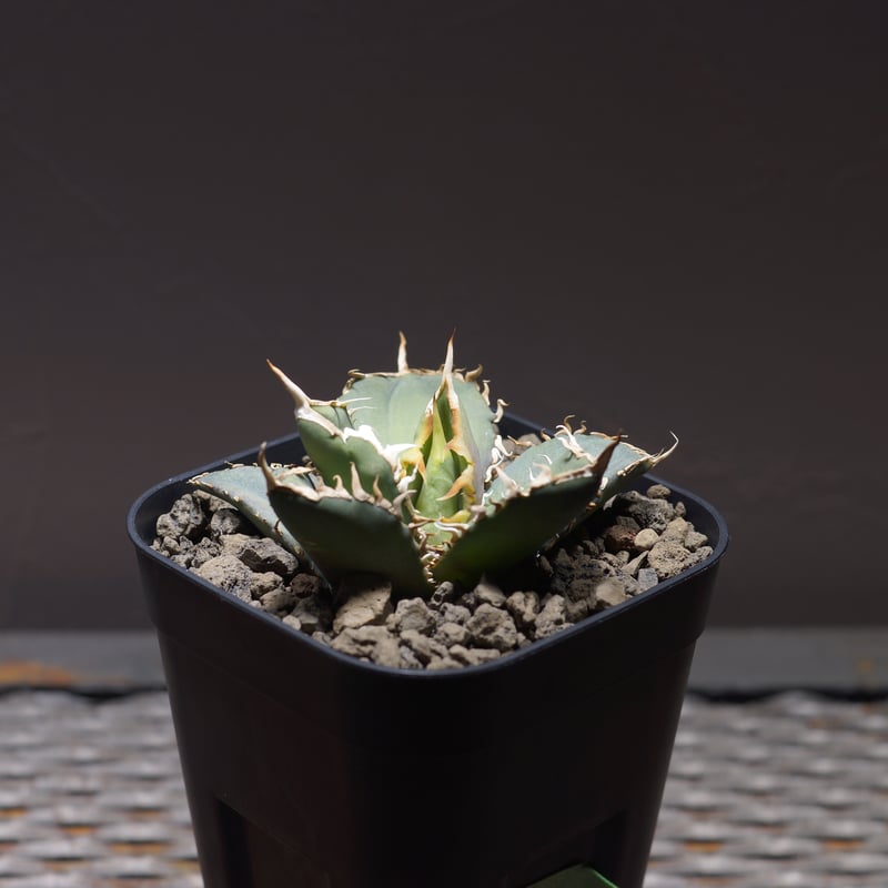 アガベ オテロイ FO-76/子株 F-26 | アガベ専門店 モンスターハウス