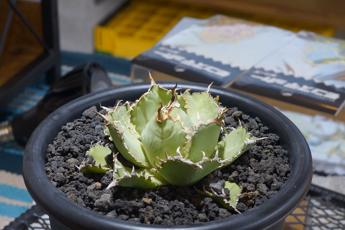 fit=scale-down,w=1200