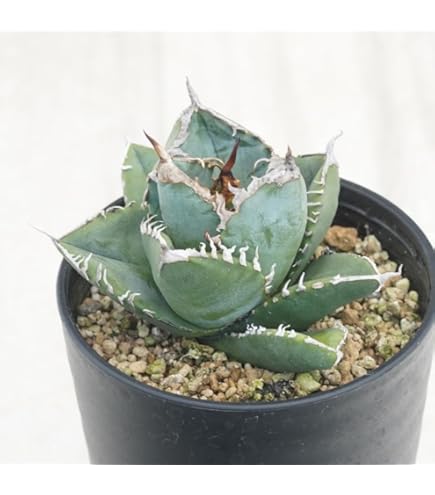 Amazon｜アガベ チタノタ 大白鯊/Agave titanota 'Great White Shark