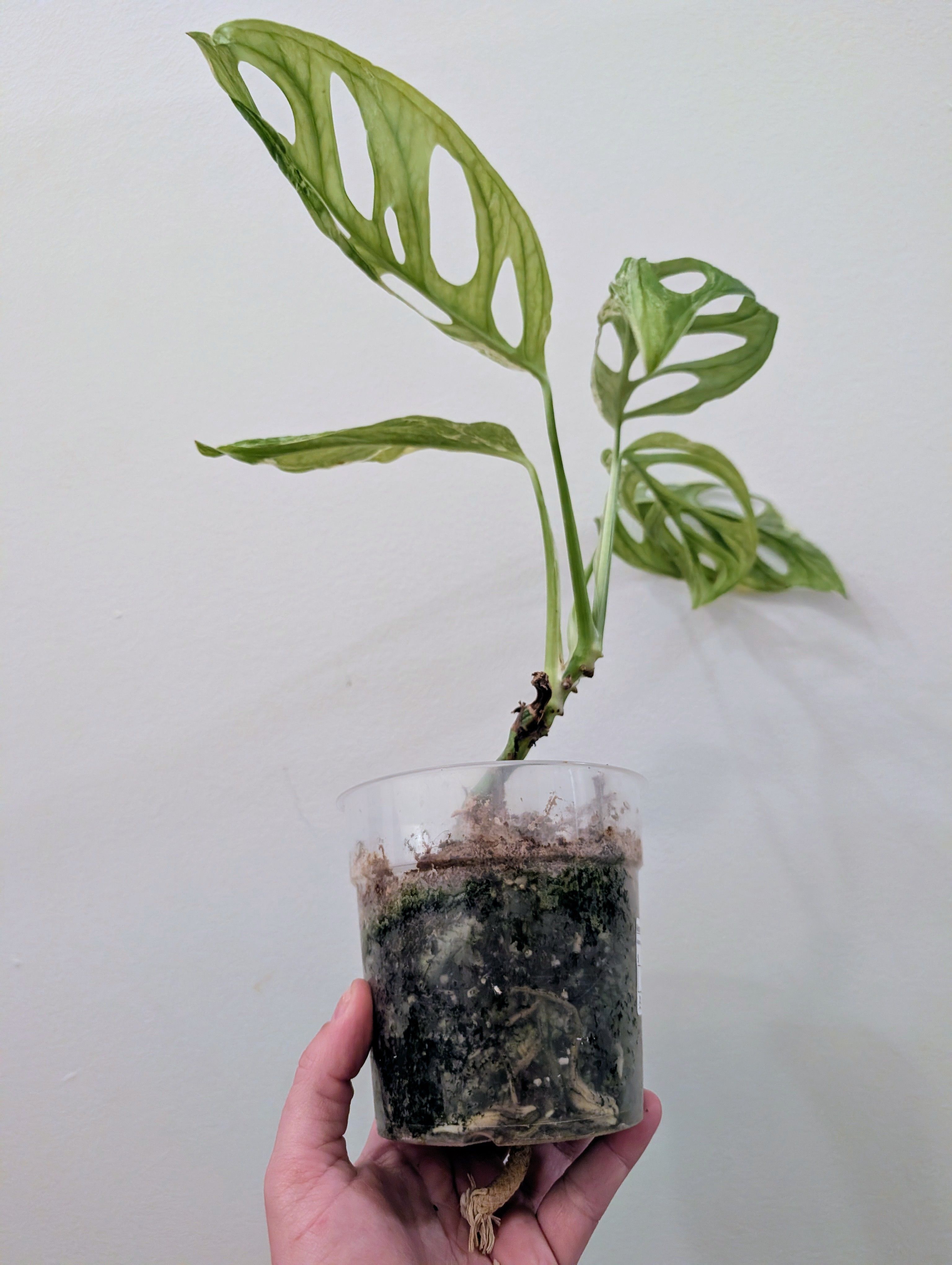Monstera Adansonii Mint