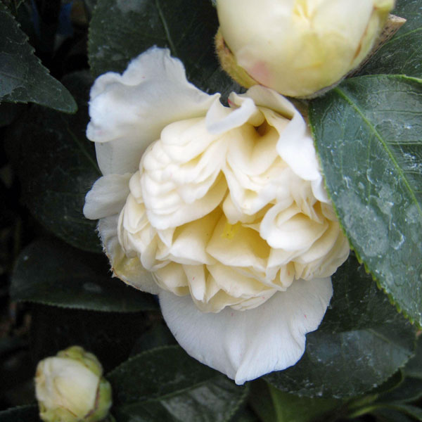 園芸ネット本店｜ツバキ（椿）：白卜伴（しろぼくはん）4号ポット の