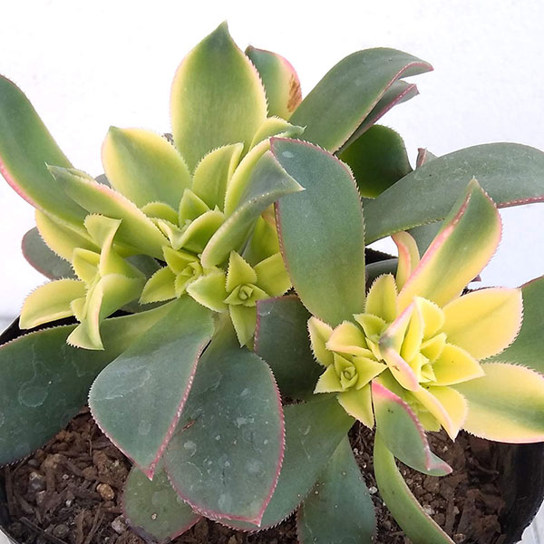 園芸ネット本店｜アエオニウム：キウイ(夕映え）3.5号ポット の通販