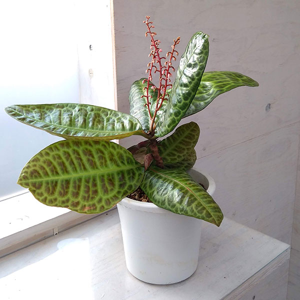 園芸ネット本店｜ラビシア：タートルバック 5号 の通販【公式】