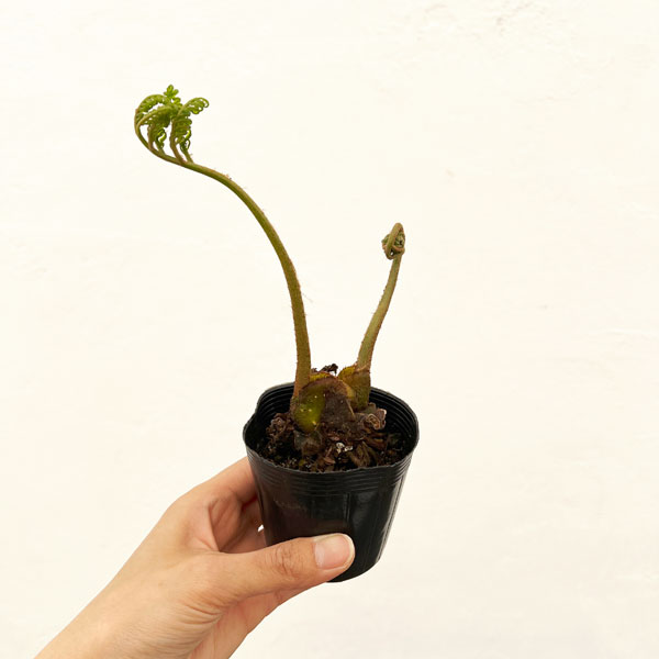 園芸ネット本店｜シダ：リュウビンタイ 2.5号ポット の通販【公式】