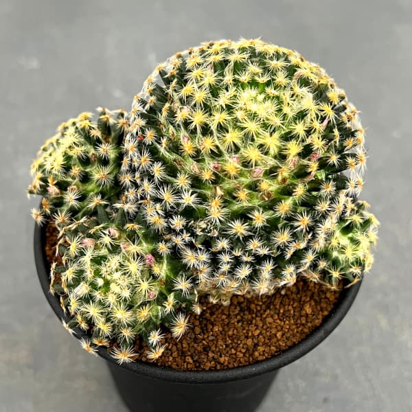 園芸ネット本店｜マミラリア ：明星（みょうじょう）3.5号鉢植え の