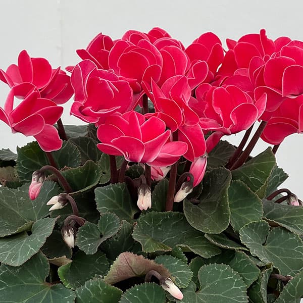 園芸ネット本店｜シクラメン（八重咲き）：ウインク レッド5号鉢植え