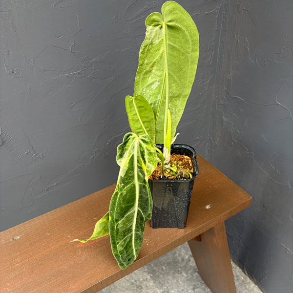 園芸ネット本店｜アンスリウム：ワロクアナム ミューテーション 3.5号