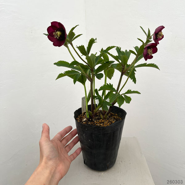 園芸ネット本店｜加藤農園さんのクリスマスローズ：26-06グロッシー