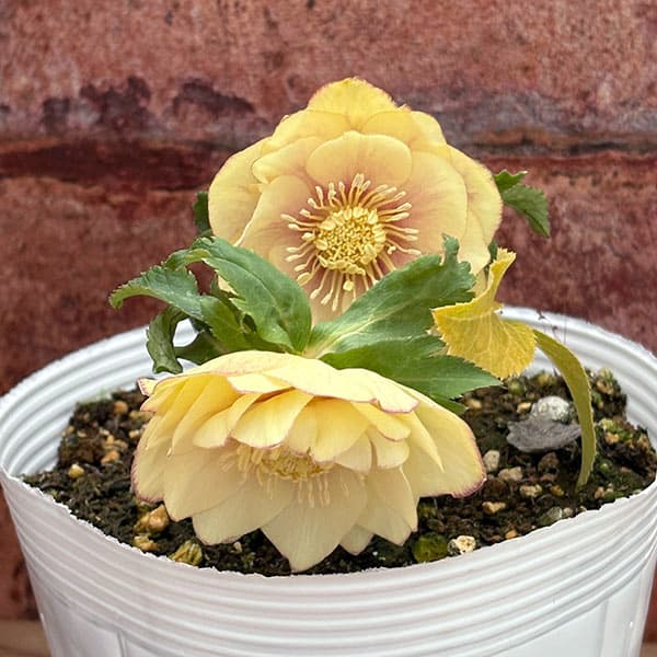 園芸ネット本店｜松村ナーセリーさんのクリスマスローズ：26-111ダブル