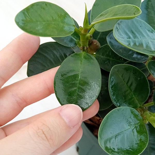 園芸ネット本店｜ガジュマル：ミニパンダガジュマル（コパンダ