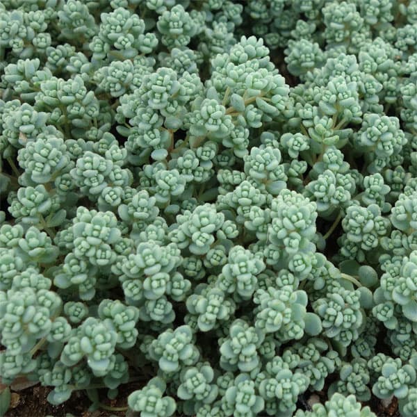 園芸ネット本店｜セダム：ブレビフォリウム3号ポット2株セット の通販